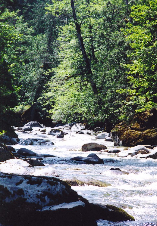Picture of the creek